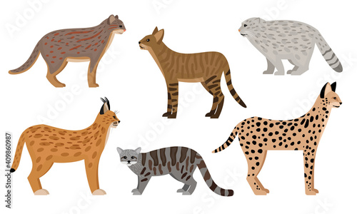 Wild cats set. Cartoon big aggressive mammals  fluffy zoo characters  serval jungle cat pallas cat rusty spotted cat caracal vector illustration  cute predators wildlife isolated on white background