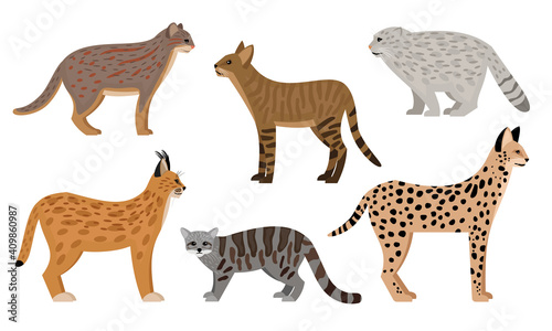 Wild cats set. Cartoon big aggressive mammals, fluffy zoo characters, serval jungle cat pallas cat rusty spotted cat caracal vector illustration, cute predators wildlife isolated on white background