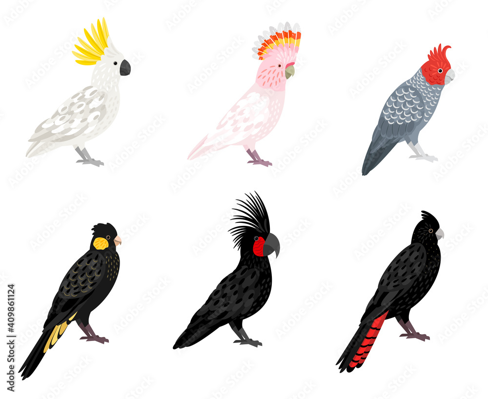 Obraz premium Parrots cockatoo. Cartoon tropical winged birds, parakeets with beaks and colored feathers, vector illustration of budgerigars of jungle isolated on white background
