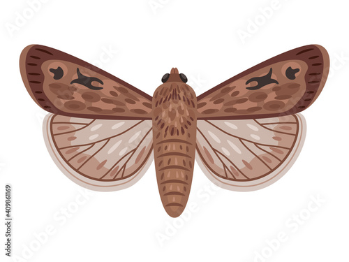 Exotic moth. Cartoon night insect with wings, flying amazing big australian butterfly, vector illustration of bogong moth isolated on white background