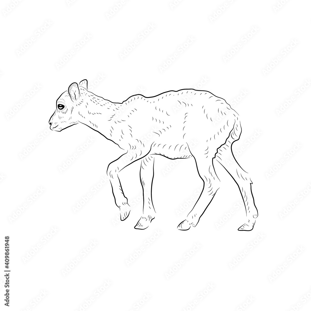 Fototapeta premium Sketch. Baby camel. Handmade.