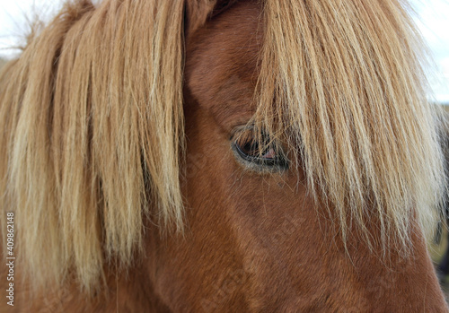 Icelandic horse portrait 