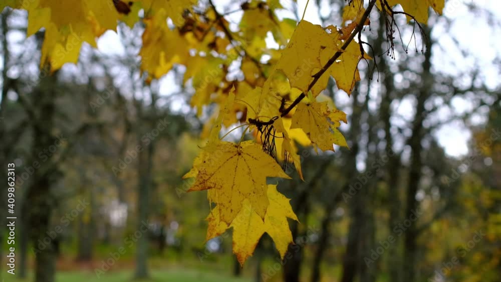 Golden Autumn. Yellow leaves on the trees sway in the wind on sunny autumn day. Golden Autumn. Yellow leaves on the trees sway in the wind on sunny autumn day.