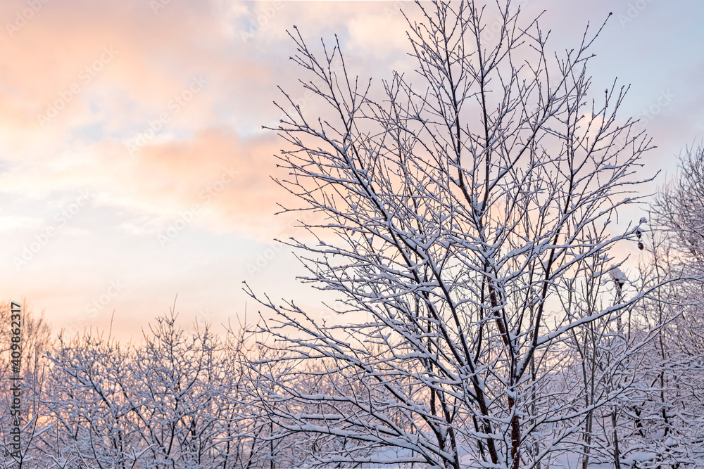 winter park, snow on tree branches, winter snowy nature background, frosty morning in the north winter park, snow on tree branches, winter snowy nature background, frosty morning in the north