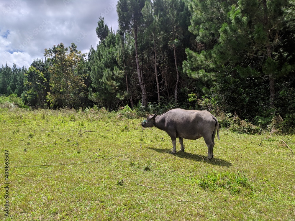 Cow/bufallo in the meadow Cow/bufallo in the meadow