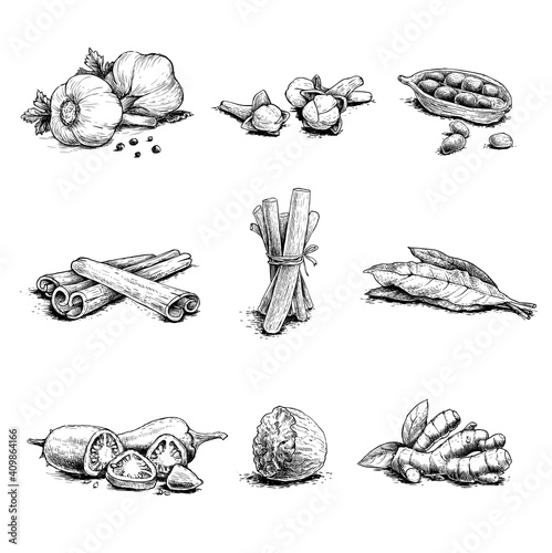 Spices, herbs and condiments set. Garlic, cloves, coriander, cinnamon sticks, liquorice root, bay leaves, chili peppers, nutmegs and ginger root.  Sketch hand drawn style. Vector illustrations.