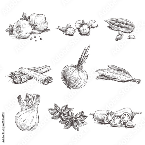 Spices, herbs and condiments set. Garlic, cloves, coriander, cinnamon sticks, onion, bay leaves, fennel, star anise and chili pepper.  Sketch hand drawn style. Vector illustrations.