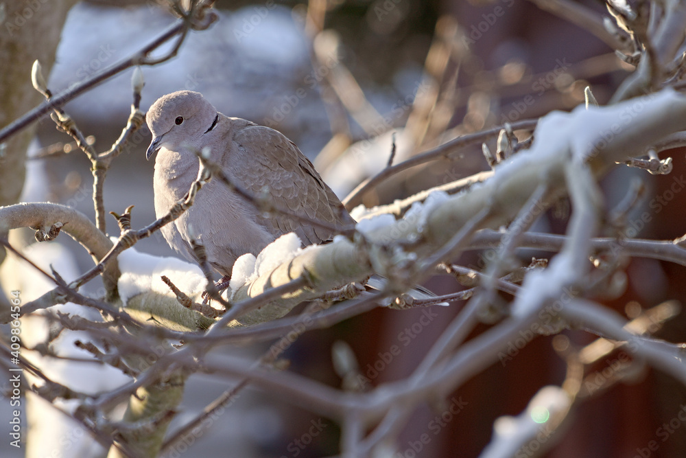 Fototapeta premium Gray Eurasian collared dove on branch in the garden