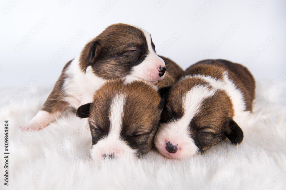 Pembroke Welsh Corgi pembroke puppies on white Pembroke Welsh Corgi pembroke puppies on white
