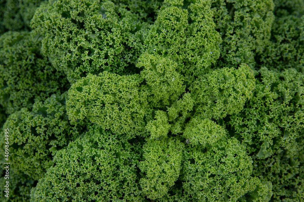 Kale. Field of kale. Vegetables. Noord Holland Netherlands. Agriculture. Open ground vegetables. 