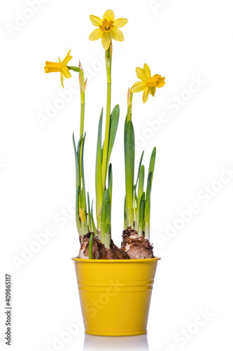 Blooming yellow daffodil isolated on white background.