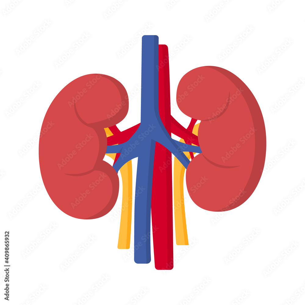 Left and right kidney. Human internal organ. Concept of urinary system ...