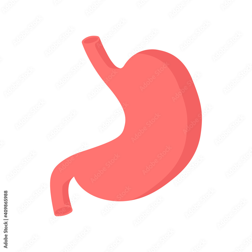 Stomach. Human internal organs. Digestive system anatomy. Heartburn. Gastroesophageal reflux disease. Stomach GERD heartburn esophagus. Vector illustration Stomach. Human internal organs. Digestive system anatomy. Heartburn. Gastroesophageal reflux disease. Stomach GERD heartburn esophagus. Vector illustration