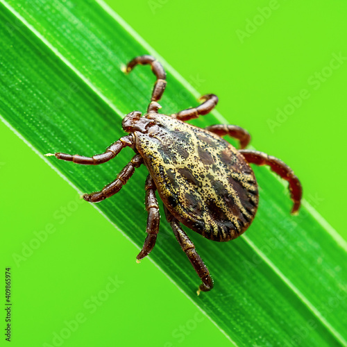 Encephalitis Virus or Lyme Borreliosis Disease or Monkey Fever Infectious Dermacentor Tick Arachnid Parasite Insect Crawling on Grass