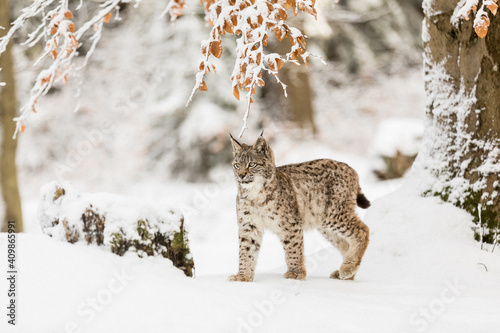 Photography Eurasian Lynx walking in then morning time, wild cat in the forest with snow colored sunrise