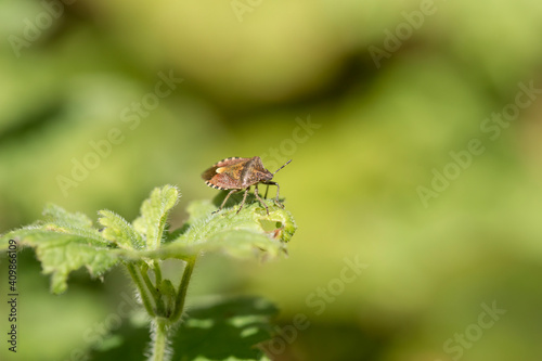 Shield bug or Pentatoma rufipes feeding on meadow leaves sap © Impact Photography