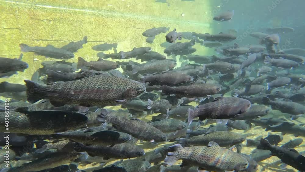 Trout farming in the fish pond, breeding freshwater fish in clear and cold water from a mountain stream, underwater footage Trout farming in the fish pond, breeding freshwater fish in clear and cold water from a mountain stream, underwater footage