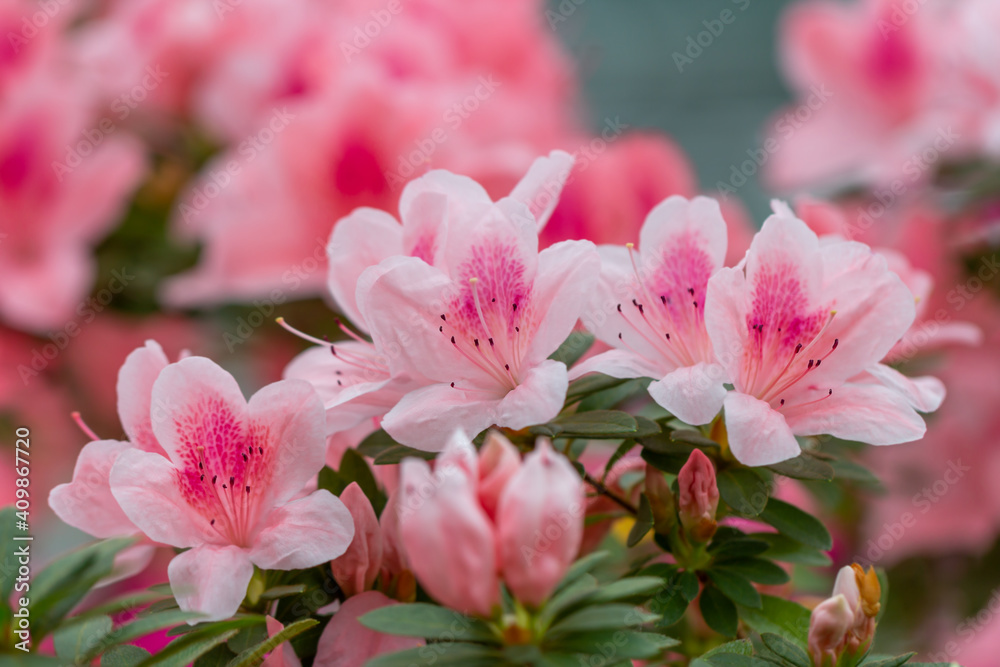 Beautiful pink azalea. Beautiful pink azalea.