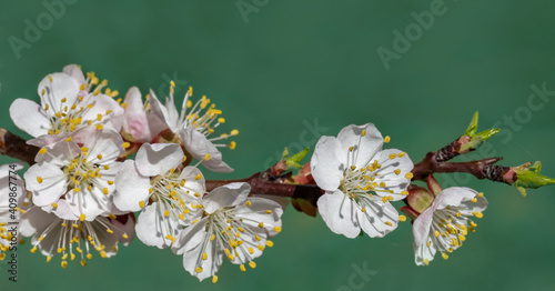 Spring flowers of apricot tree on the branches.