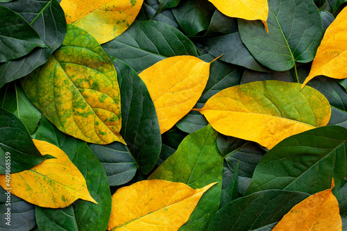 closeup nature view of colorful leaves background and dark tone