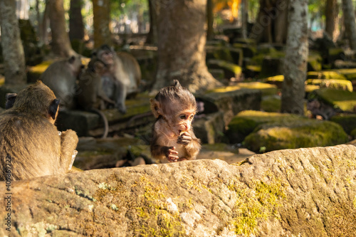 Monkey baby eating at Angkor in Cambodia © Zoltan