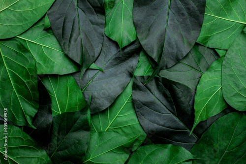 closeup nature view of green leaves background and dark tone