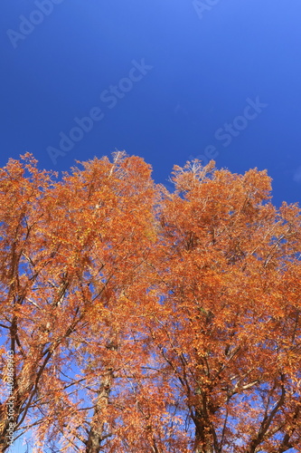 晩秋の黄葉のメタセコイアと青空