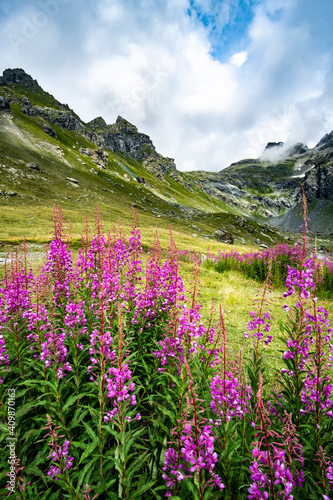Beautiful alpine meadow with flowers