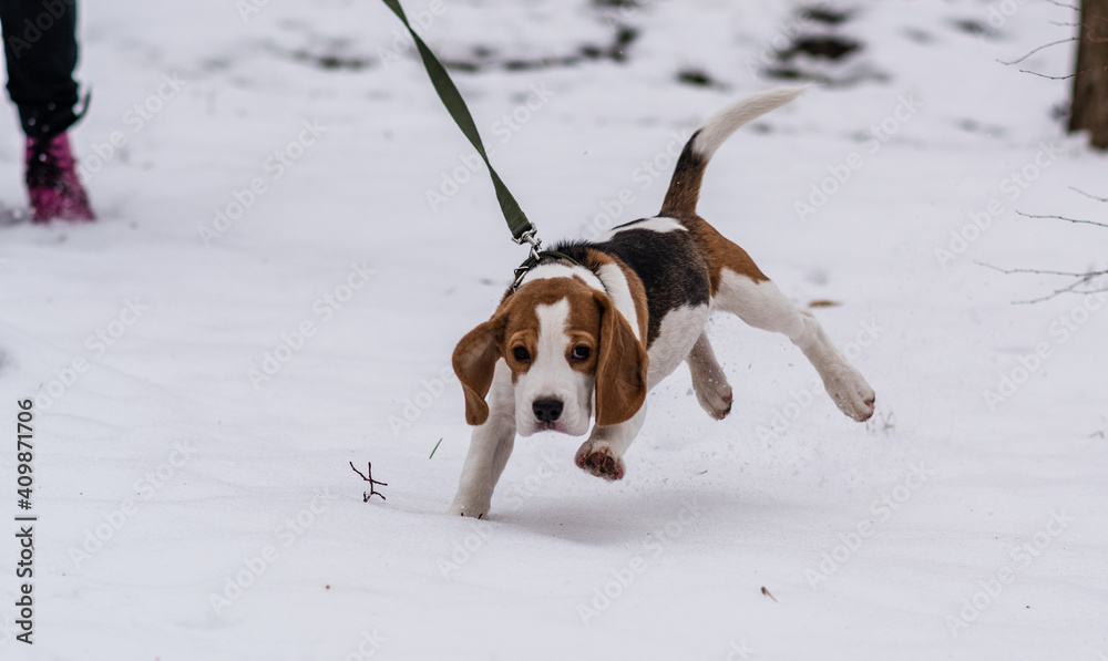 Сute beagle puppy (3,5 month) at winter walk