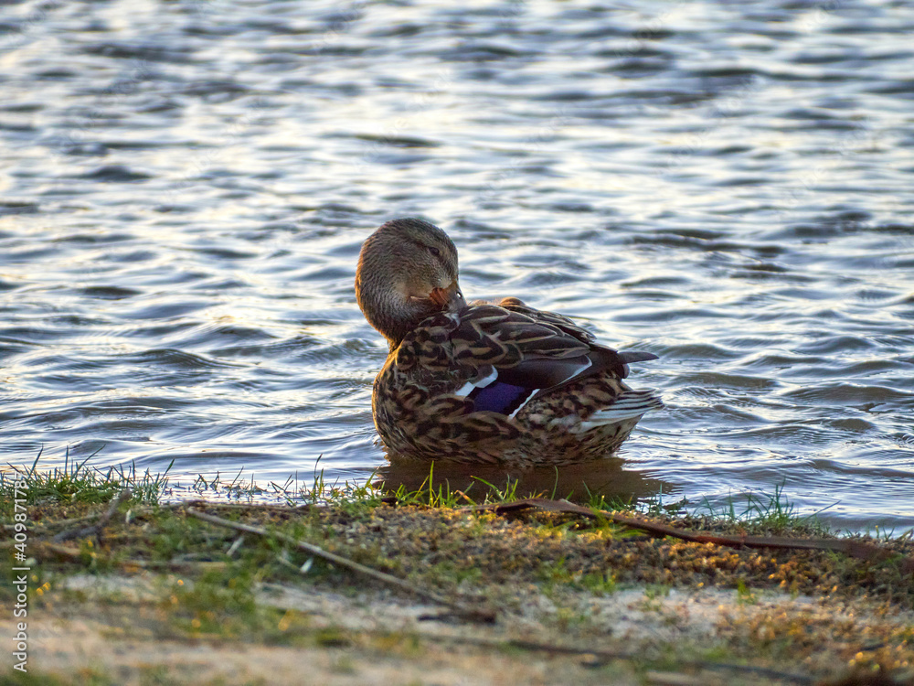 A female mallard duck (Anas platyrhynchos) washing along the river bank. A female mallard duck (Anas platyrhynchos) washing along the river bank.