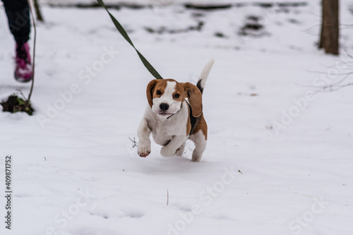 Сute beagle puppy (3,5 month) at winter walk © Anna