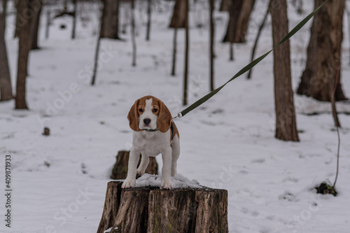 Сute beagle puppy (3,5 month) at winter walk