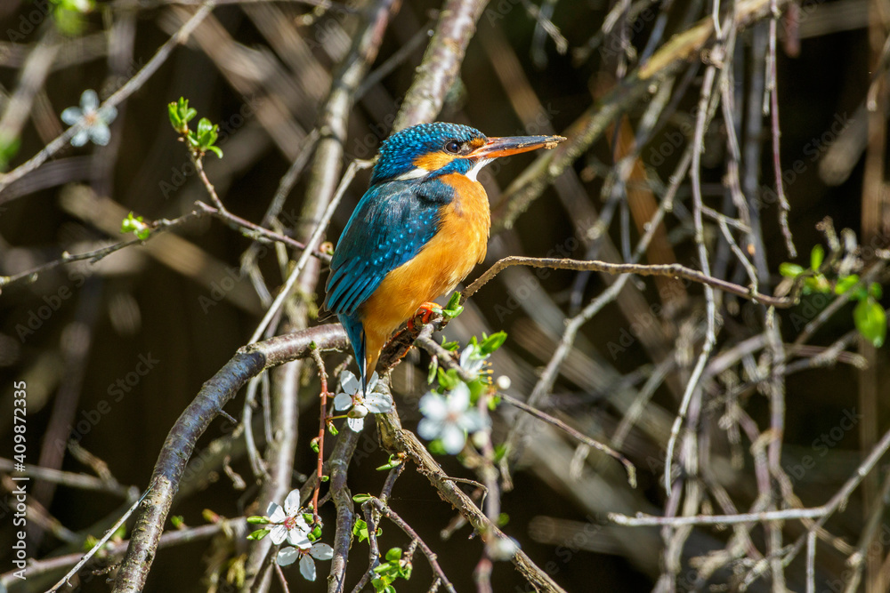 Eisvogel (Alcedo atthis) Weibchen