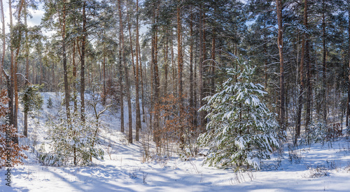 View of the pine forest lit by the sun after the snowfall.