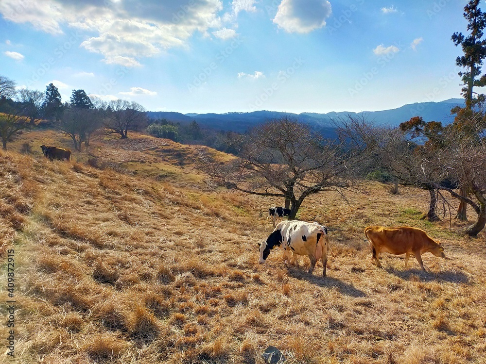 Naklejka premium 山頂の牧場に放牧された牛たちの風景