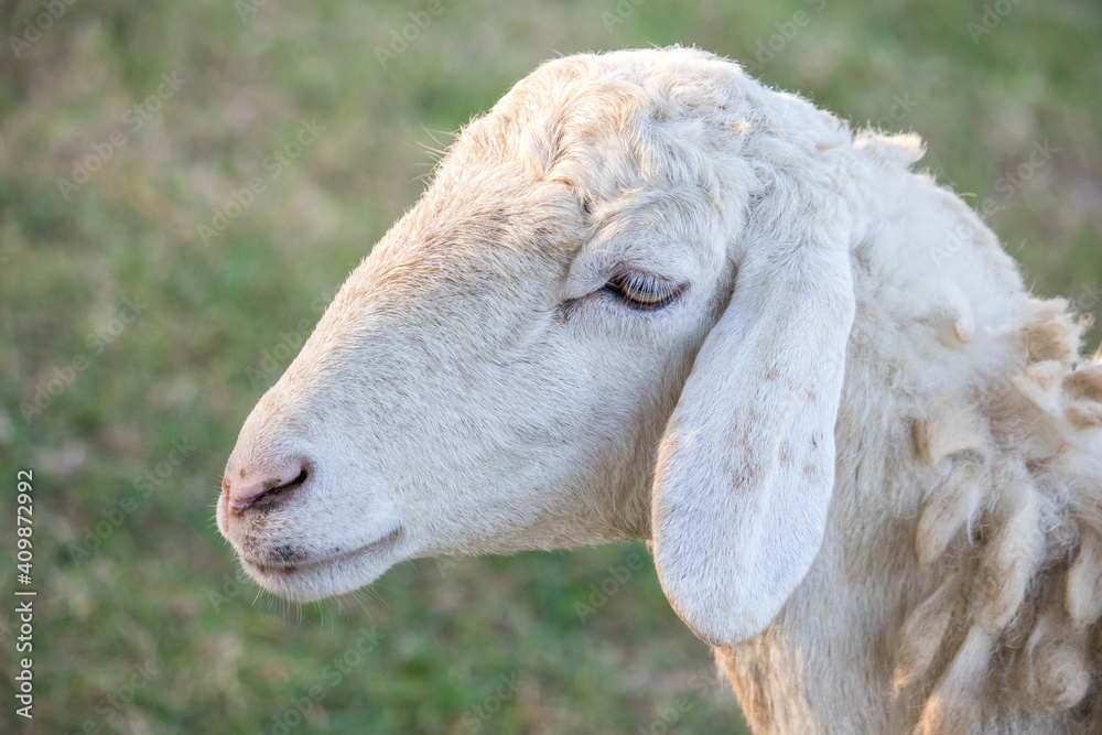 Sheep in nature on meadow. Farming outdoor. Sheep in nature on meadow. Farming outdoor.