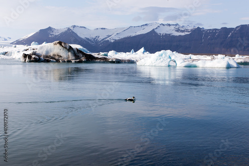Lone male common eider swimming in the Jökulsárlón laguna during a spring late afternoon, with icebergs and mountains in the background, Vatnajökull National Park, Iceland