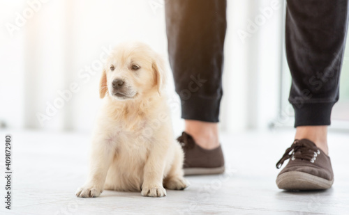 Cute puppy sitting at male feet indoors photo