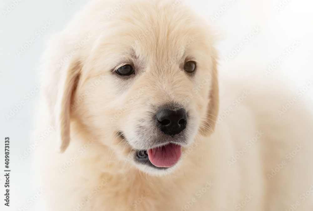 Close up view of nice retriever puppy Close up view of nice retriever puppy