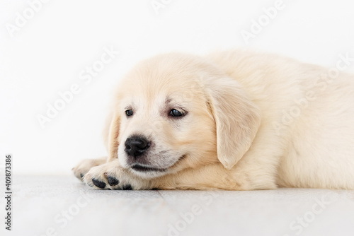 Adorable puppy resting at home