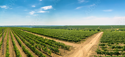 Rows of green vines in a vineyard in rural Moldova photo