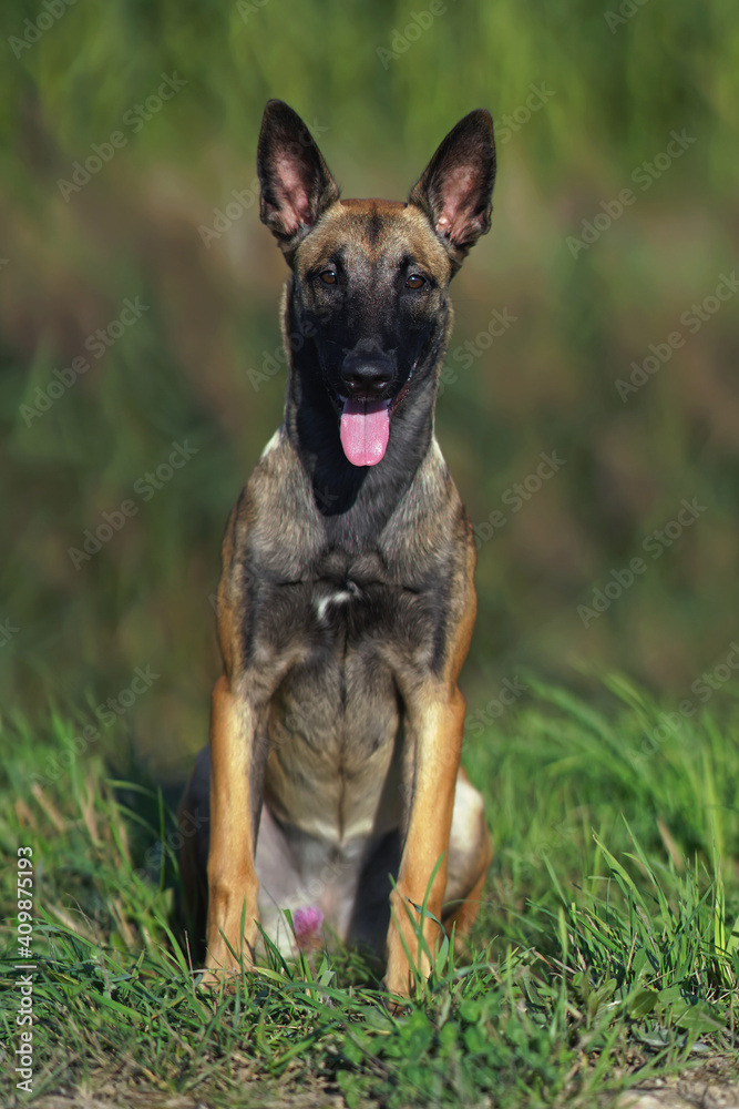 Young Belgian Shepherd dog Malinois posing outdoors sitting on a green grass in summer