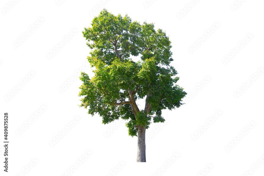 Tree isolated on white background Tree isolated on white background