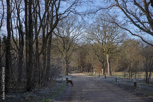 Countryroad. Winter at the es. Uffelte Drenthe Netherlands. Eslandschap. Dirtroad.
