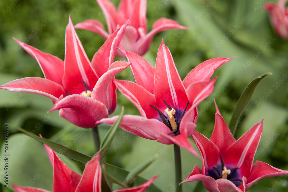Flowering spring meadow with tulips. Flowering spring meadow with tulips.