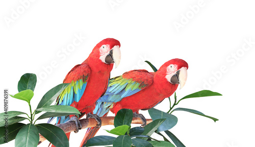 Two Ara parrots sits on a branch among tropical leaves