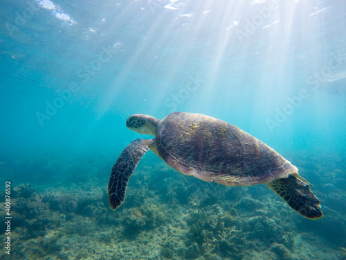 Sea turtle in blue water © GUAVWA Landscapes