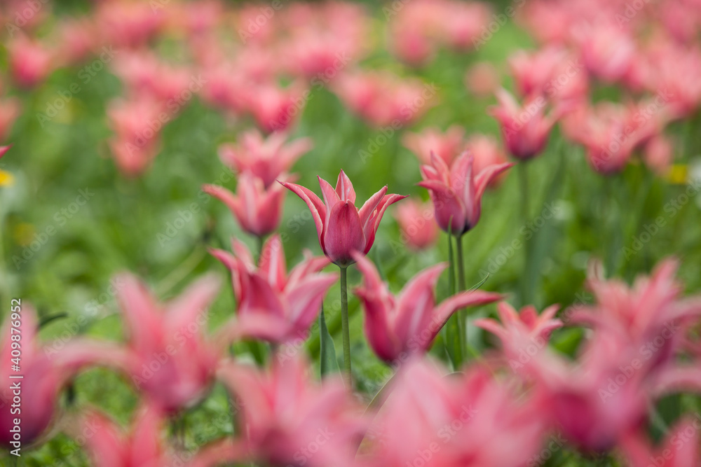 Flowering spring meadow with tulips. Flowering spring meadow with tulips.
