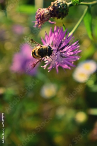 a bee collecting pollen from centaurea jacea. bombus sitting on the purple flower