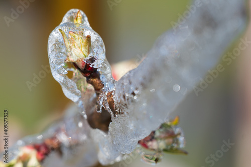 Eisblüte
